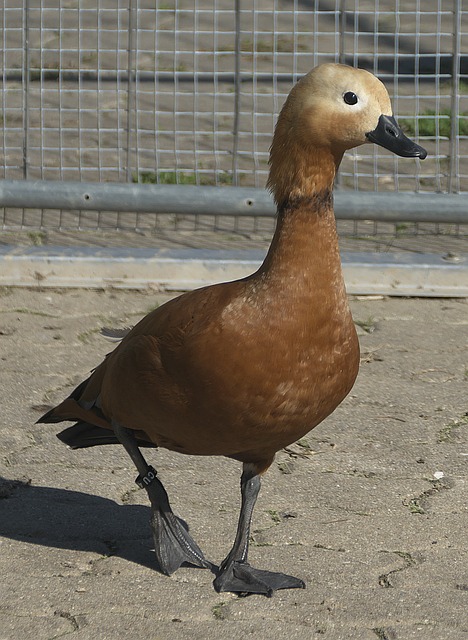 术安排和人